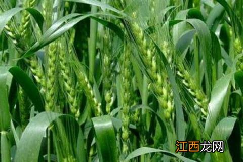 淮麦33小麦品种介绍 淮麦43小麦品种简介