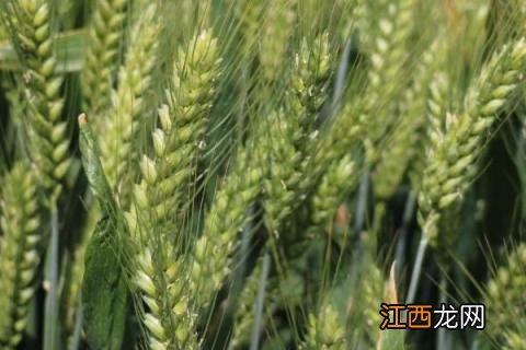 淮麦33小麦品种介绍 淮麦43小麦品种简介