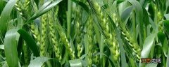 有孚一号小麦品种介绍富麦079 有孚一号小麦品种介绍