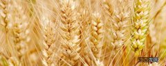 西农538小麦新品种 西农668小麦品种介绍