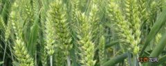 郑麦0943小麦品种介绍 郑麦0943小麦产量怎样
