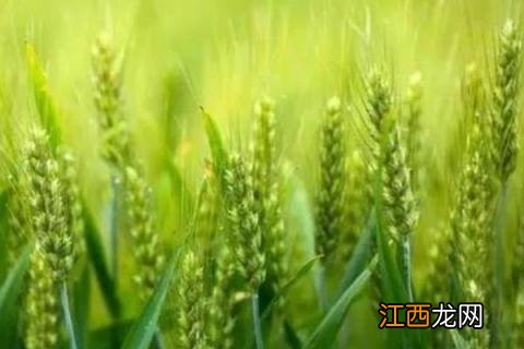 郑麦0943小麦品种介绍 郑麦0943小麦产量怎样