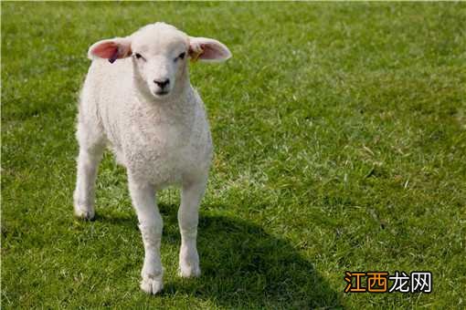 80斤的羊能杀多少斤肉 一头80斤的羊能杀出多少肉来