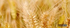 矮杆高产小麦品种 矮杆高产小麦品种4564