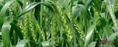 偃高21小麦品种多少钱一斤 偃高21小麦品种