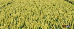 中育1123小麦品种 中育1123小麦品种图片