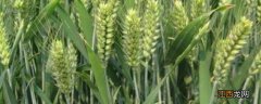 喜麦199小麦品种 喜麦199小麦品种鲁引种