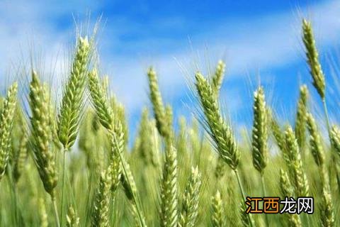 喜麦199小麦品种 喜麦199小麦品种鲁引种
