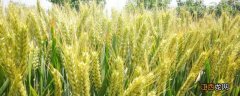 鲁研128小麦品种介绍麦大侠山农32 鲁研128小麦品种介绍