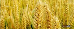 山东麦收时间是多少号，麦收后可以种植什么经济作物