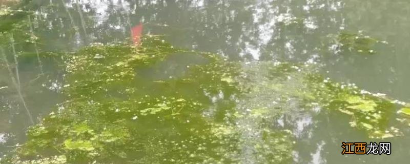 利菌素片是什么药 利菌多的作用,主要成分是什么