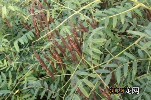 加盟药材种植 中草药种植项目