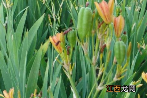 加盟药材种植 中草药种植项目