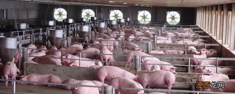 烧碱消毒猪场兑水比例，烧伤了皮肤怎么办