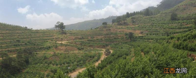 承包土地种植什么挣钱 包地种植什么赚钱