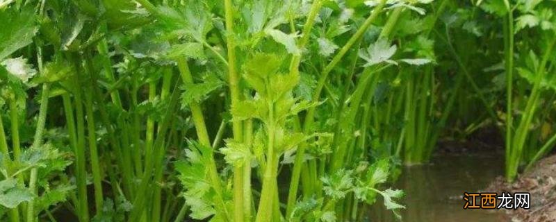 四季水芹治汙水是真的吗 四季水芹治汙水，如何种植