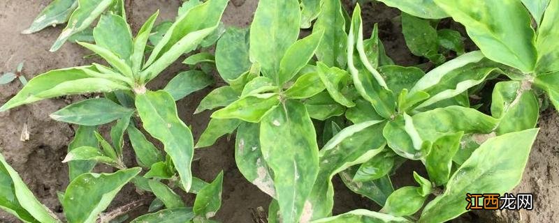 太子参种植技术与栽培管理，和党参有什么区别