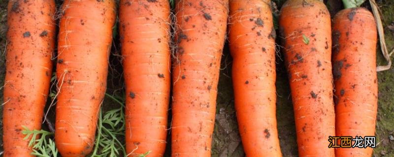 秋冬天适合种什么农作物 适合秋天种植的农作物有哪些