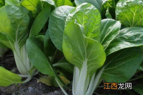 秋冬天适合种什么农作物 适合秋天种植的农作物有哪些