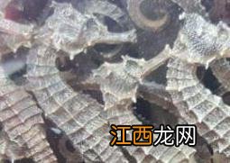 海马泡酒有什么功效 三公胶和海马泡酒有什么功效