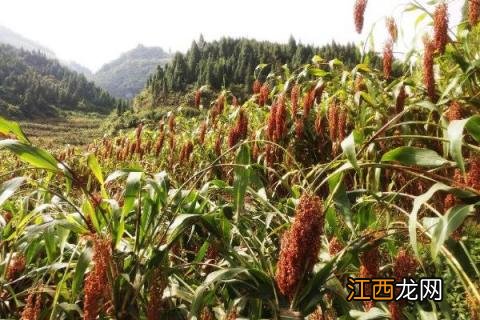 春天做的农事都有什么 春天里农事都干些什么