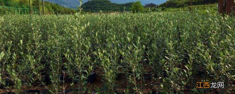 油橄榄种植的气候条件,一亩油橄榄能收入多少