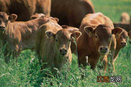 2021年养牛的利润与成本是多少钱 2021年养牛的利润与成本是多少