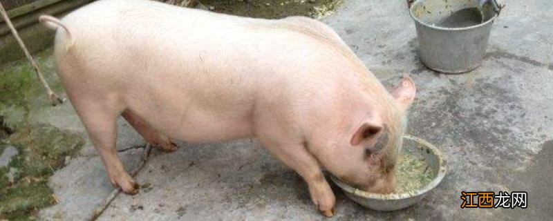 南瓜喂猪注意事项,生南瓜可以喂给猪吃吗