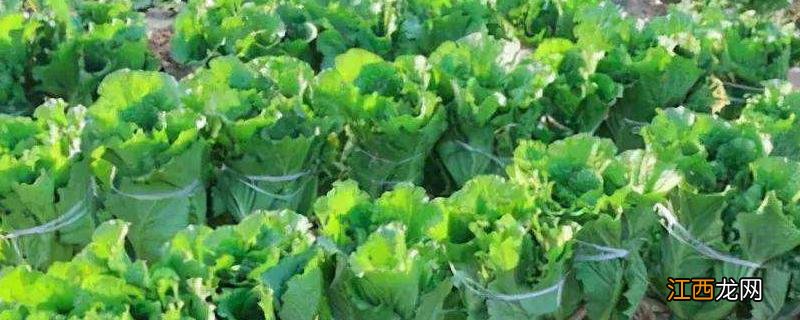 一畝地白菜産量多少斤，施什麽肥料長得快