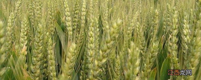 5个强筋小麦品种烟农15 5个强筋小麦品种