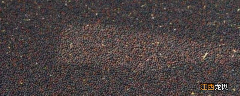 油菜种子一亩地需要多少斤，种植密度一亩多少株为宜