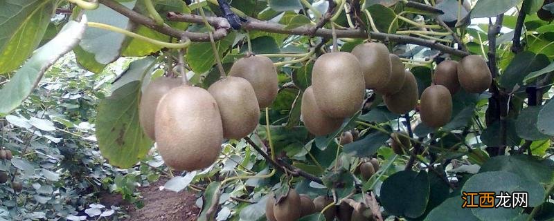 猕猴桃种植技术与栽培,种植几年可以挂果