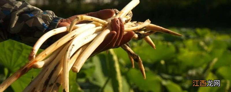 一亩藕带种植成本,附栽培技术 一亩藕带产量多少