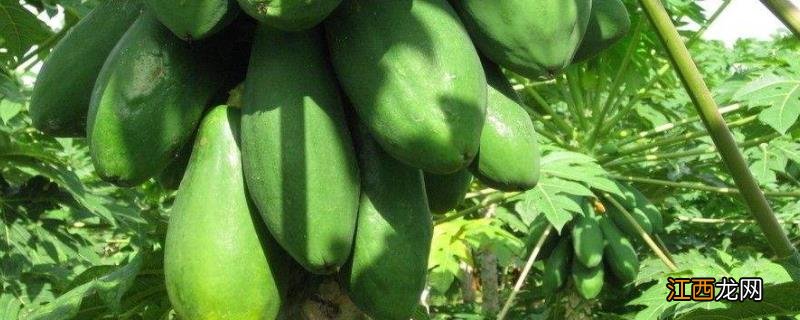 木瓜种子怎么种植几年挂果 木瓜种子种植能结果吗,如何种植