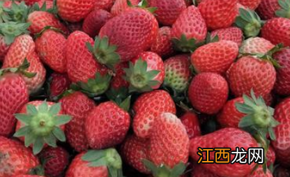 草莓品种大全 草莓品种大全及照片