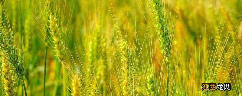 小麦存放8年后还能吃吗,含水量多少的小麦就可以存放了