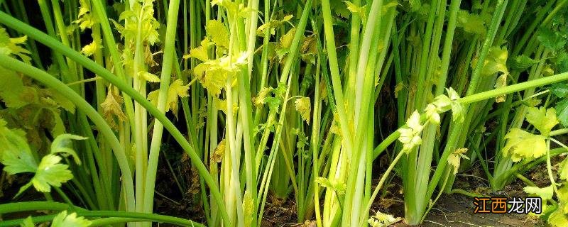 芹菜生腻虫怎么治，是什么原因引起的？什么时候防治效果好