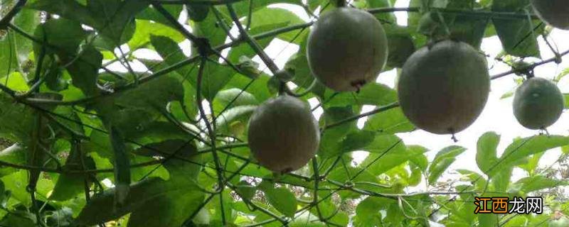 百香果怎样剪枝才高产,修剪时需要注意哪些方面