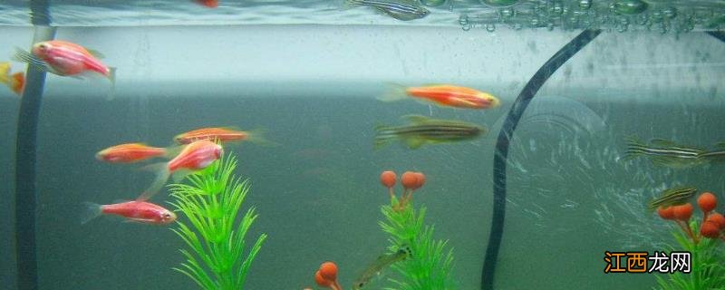 小鱼苗怎么养才不会死,怎么养会快长大