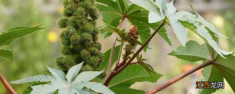 为什么不大规模种蓖麻,种100亩能赚多少钱