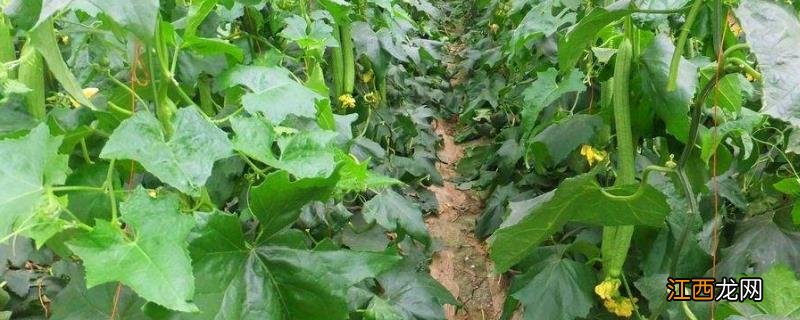 丝瓜用什么肥料产量高,挂果后施什么肥料