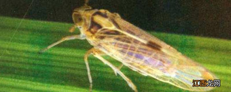 灰飞虱用什么农药防治,什么时候使用效果好