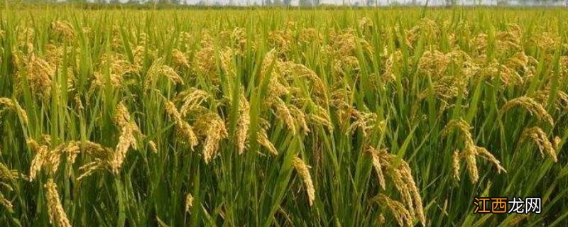 水稻齐穗期什么时候,期间打磷酸二氢钾可以吗