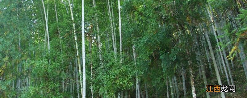 屋后山坡种植毛竹有利于山坡稳定吗，附种植方法和注意事项