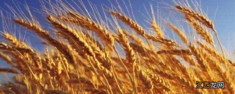 小麦是什么,小麦原产地是哪个国家,出口小麦最多的欧洲国家是哪个