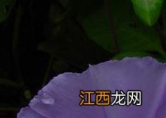 旋花的功效与作用点 旋花的功效与作用