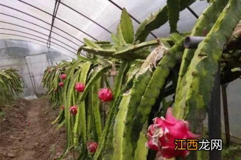 火龙果北方大棚种植 北方大棚种植火龙果现在情况行情怎么样