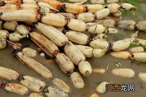 藕的种植方法和时间 莲藕的种植方法和时间