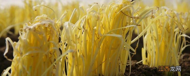 蒜黄怎么种植 蒜黄怎么种植出来的视频