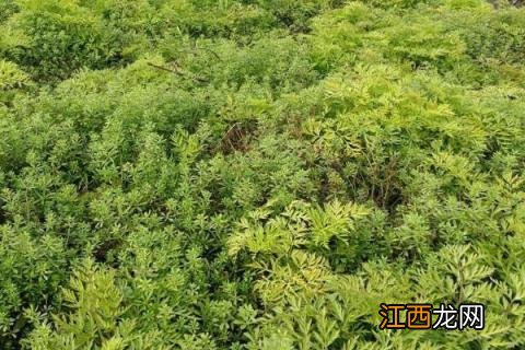 川芎怎样种植和管理 川芎种植技术与栽培管理